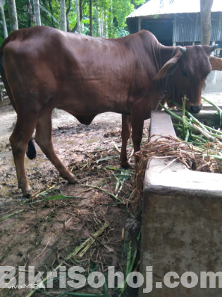 বকনা গরুর